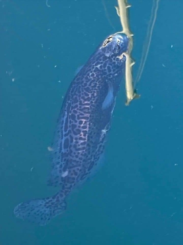 Fan-tailed rag-fish (Icosteus aenigmaticus) — Icosteidae — 3