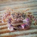 Spineback Hairy Crab - Photo (c) patchattack, some rights reserved (CC BY-SA)