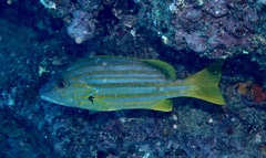 Lutjanus carponotatus
