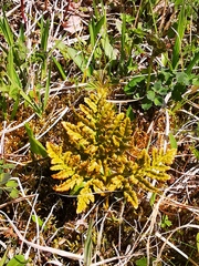 Sceptridium robustum