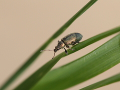 Phyllobius betulinus