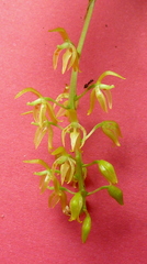 Notylia pubescens
