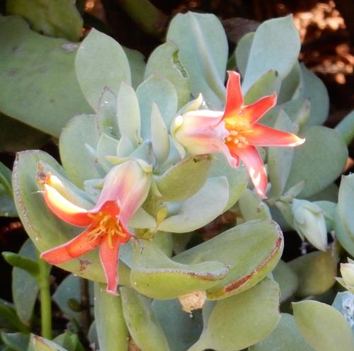 Cotyledon woodii