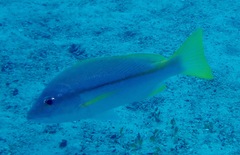 Lutjanus vitta