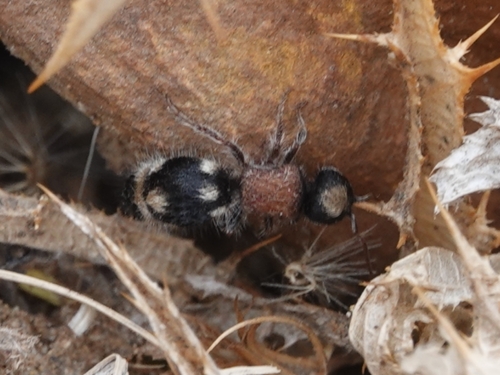 Ronisia ghilianii
