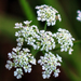 Torilis japonica - Photo (c) aarongunnar, μερικά δικαιώματα διατηρούνται (CC BY)