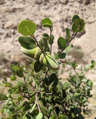 Cedros Island oak (Quercus cedrosensis)