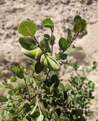 Quercus cedrosensis
