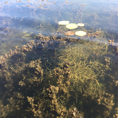 Potamogeton berchtoldii