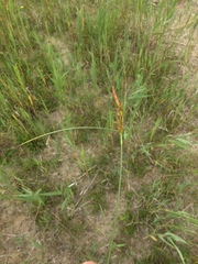 Carex extensa