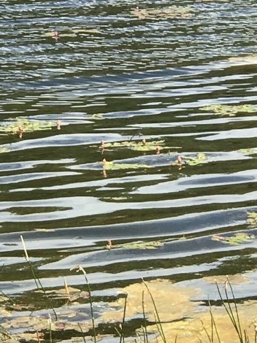 Gray's Crossing Trail