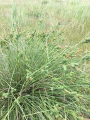 Carex extensa