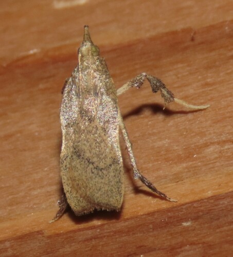 Negalasa fumalis photo 4