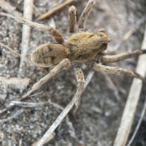 Missouri Burrowing Wolf Spider photo 5