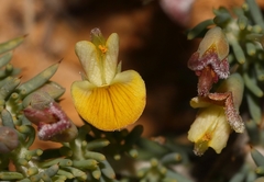 Aspalathus rigidifolia