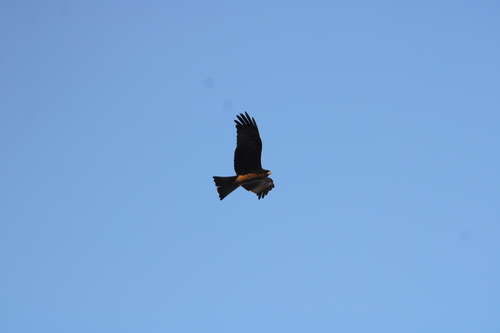 Yellow-billed Kite