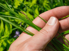 Carex bromoides