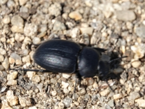 Pachychila hispanica