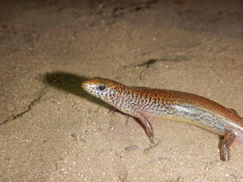 Black-tailed Bar-lipped Skink, Glaphyromorphus nigricaudis