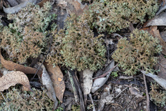 Pulchrocladia corallaizon