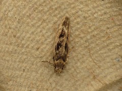 Caryocolum fischerella