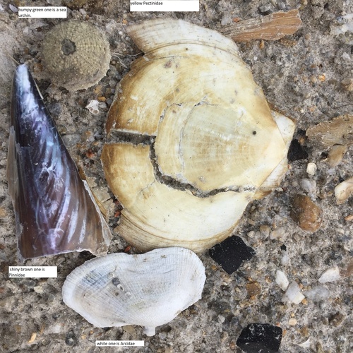 Amusium pleuronectes