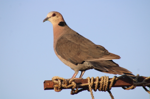 Red-eyed Dove