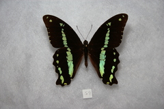 Papilio nireus pseudonireus