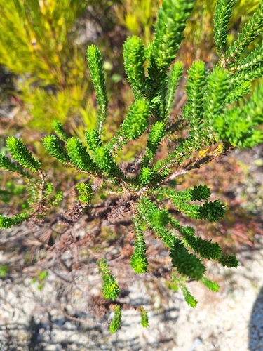 Image of Anthospermum aethiopicum by (c) Adele SL, some rights reserved (CC BY)