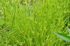 Carex bohemica