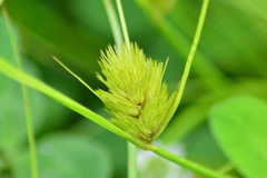 Carex bohemica
