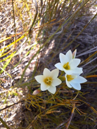 Image of Geissorhiza juncea by (c) Adele SL, some rights reserved (CC BY)