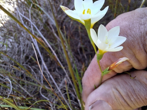 Image of Geissorhiza juncea by (c) Adele SL, some rights reserved (CC BY)