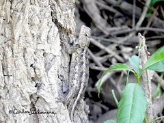 Sceloporus albiventris