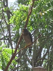 Rupornis magnirostris