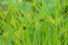 Carex bohemica