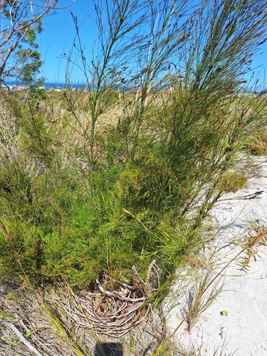 Restio subverticillatus, photograph 6