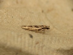 Caryocolum fischerella