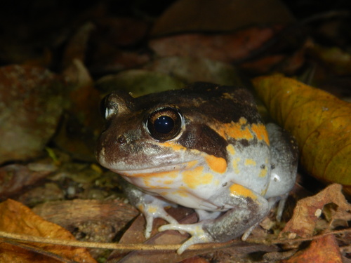 Northern Bullfrog, Limnodynastes terraereginae