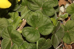 Oxalis lasiorrhiza