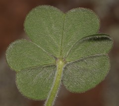 Oxalis lasiorrhiza