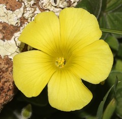 Oxalis lasiorrhiza