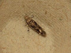 Caryocolum fischerella