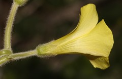 Oxalis lasiorrhiza