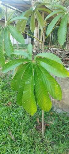 Pourouma cecropiifolia