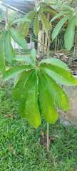 Pourouma cecropiifolia