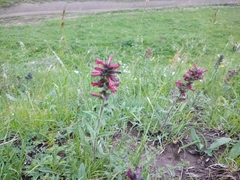 Pontechium maculatum