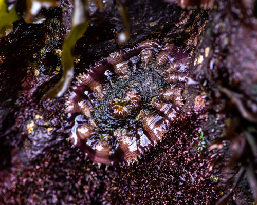 Thick keyhole limpet