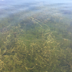 Potamogeton berchtoldii