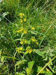 Lysimachia verticillaris